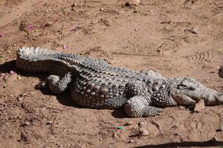 GC-Crocodilo Park 2020-038.JPG